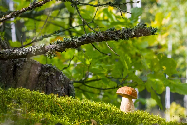 Weiße Steinpilze Moos Und Sonnenlicht Steinpilze Wachsen Eichenwäldern Pilz Der — Stockfoto