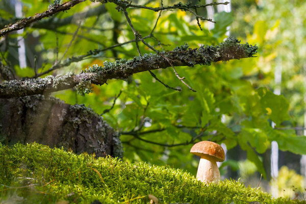 White cep in moss and sunlight. Boletus grow in oak grove. Mushroom growing under tree. Beautiful edible autumn big raw bolete