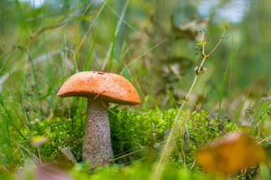 L:eccinum mantar yosun büyümeye. Ormanda büyüyen turuncu kap çörek. Güzel yenilebilir sonbahar bolete