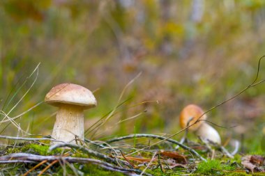İki küçük cep mantar ormanda büyür. Boletus ormanda büyümek. Güzel yenilebilir sonbahar büyük ham bolete