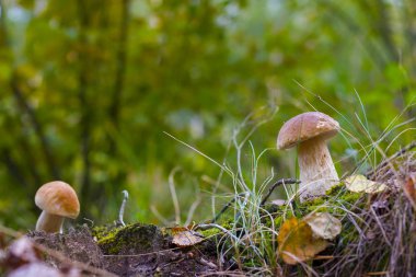 İki cep mantar ormanda büyür. Boletus ormanda büyümek. Güzel yenilebilir sonbahar büyük ham bolete