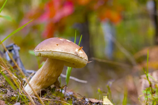 Big Boletus Mushroom Grows Side Forest Large Cep Grow Needles — Stock Photo, Image