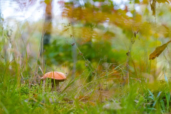 Eccinum Mushroom Grow Moss Grass Orange Cap Boletus Growing Wood — Stock Photo, Image