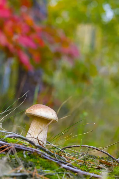 Kleine Steinpilze Wachsen Unter Roter Eiche Pilz Wächst Wald Steinpilze — Stockfoto