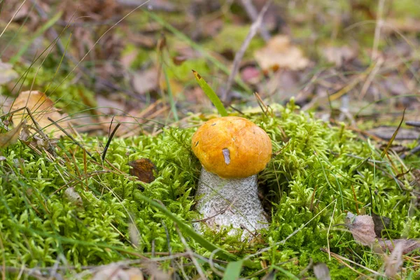 Small leccinum mushroom growing in wood moss. Orange cap boletus grow in forest. Beautiful edible autumn bolete — Stock Image Small Leccinum Mushroom Growing Wood Moss Orange Cap Boletus Grow Royalty Free Stock Images