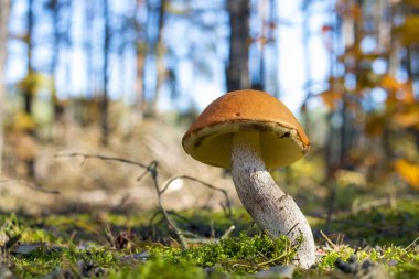 Büyük mantar yosun büyümeye. Güneşli ormanda büyüyen Leccinum. Güzel yenilebilir sonbahar ham bolete
