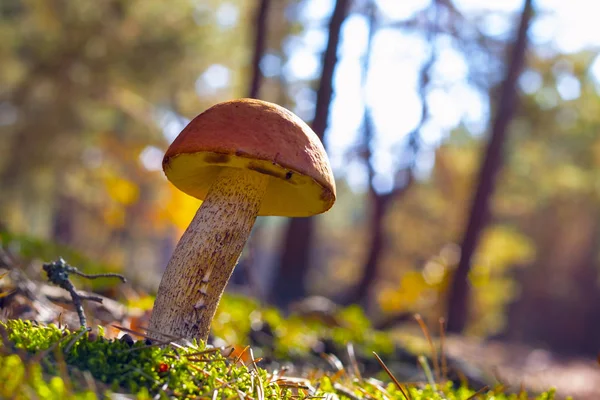 Große Pilze Wachsen Sonnenstrahlen Waldmoos Leccinum Wächst Sonnigem Holz Schöne — Stockfoto