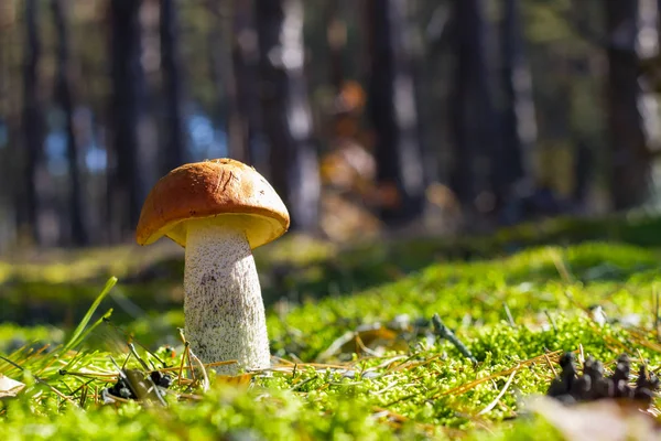 Big Mushroom Grow Sunny Moss Leccinum Growing Sun Wood Beautiful — Stock Photo, Image
