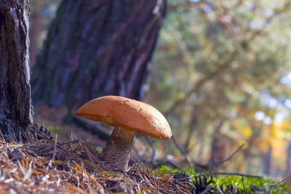 Große Pilze Wachsen Wald Leccinum Wächst Holz Schöne Essbare Herbst — Stockfoto