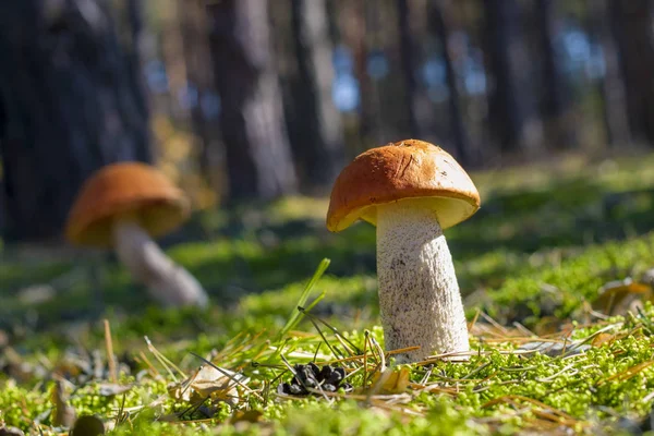 Zwei Große Pilze Wachsen Sonnenstrahlen Leccinum Wächst Sonnigem Holz Schöne — Stockfoto