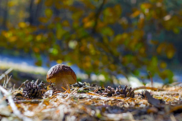 Small white cep mushroom shining in sunny forest. Boletus grow in wood. Beautiful edible autumn big raw bolete — Stock Image Small White Cep Mushroom Shining Sunny Forest Boletus Grow Wood Stock Picture
