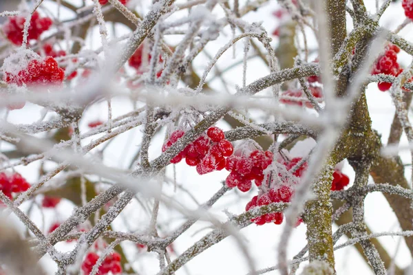 Viburnum vermelho congelado em ramos — Fotografia de Stock