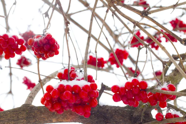 Lóg a téli viburnum csokrok — Stock Fotó