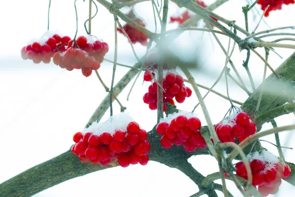 Viburnum frutas cuelgan de las heladas — Foto de Stock