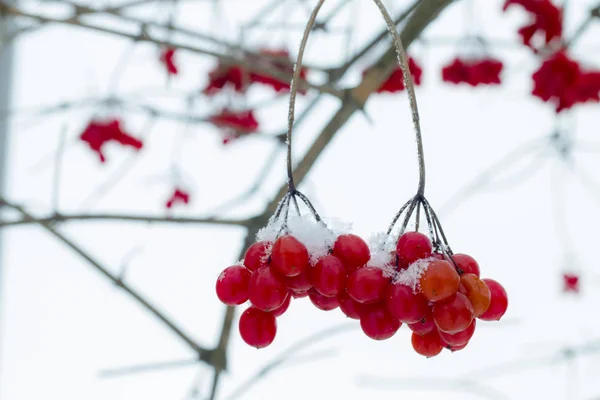 Inverno bando de viburnum — Fotografia de Stock