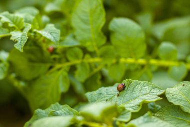 Colorado patates böceği yaprakları yeme