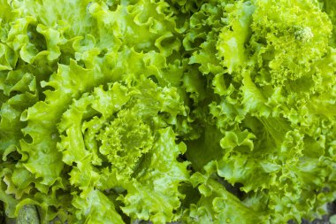 yeşil marul arka plan yetişir