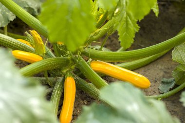 Genç sarı kabak büyüyor.