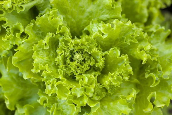 green lettuce grows