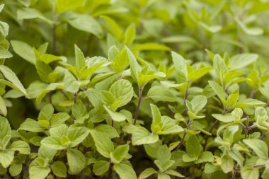 küçük genç nane doğada yetişir