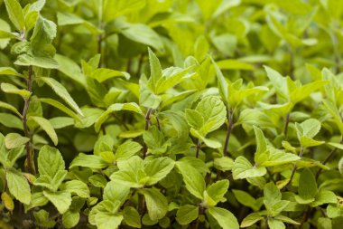 küçük nane doğada yetişir