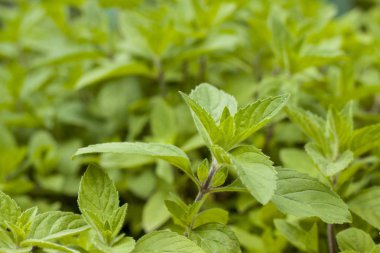 bulanık arka planda doğada nane