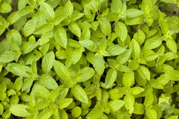 Mint tumbuh di latar belakang alam — Stok Foto