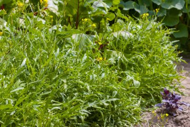 arugula güneş ışınları yetişir