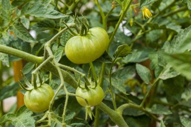 yeşil domates ile şube