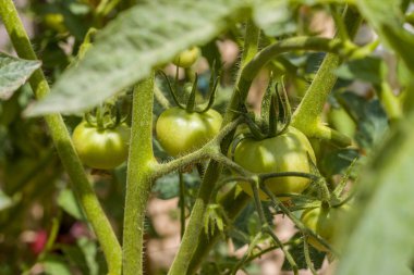 yeşil domates plantasyon yetişir