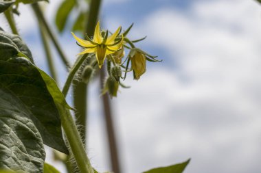 gökyüzü arka planda domates çiçekleri