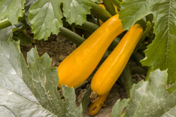 two zucchini grow in nature