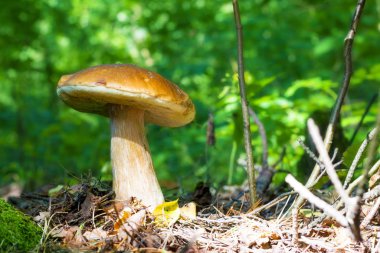 güneşli ormanda büyük mantar