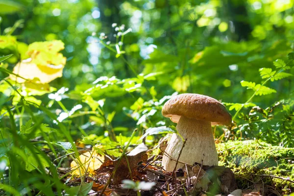 Steinpilz wächst — Stockfoto