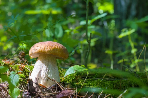 Weißer Pilz in sonnigem Holz — Stockfoto