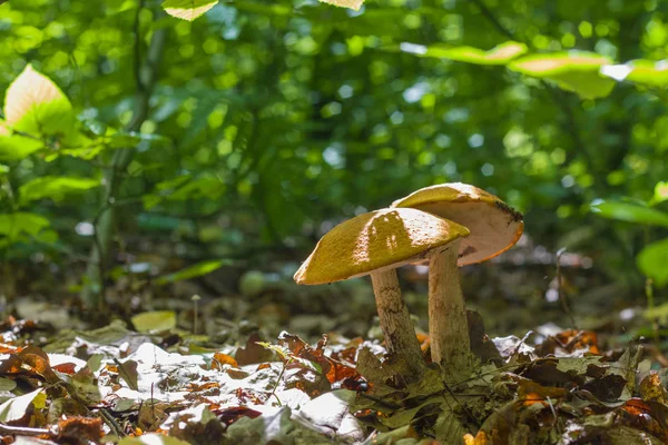 Cogumelos de leccinum na floresta caduca — Fotografia de Stock