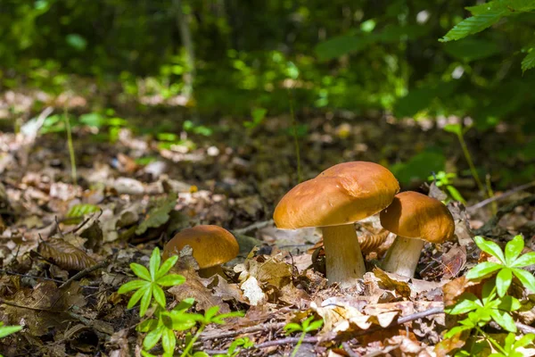 Ceps cogumelos na floresta decídua — Fotografia de Stock