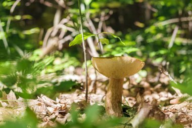 güneşli ormanda büyük boletus
