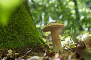 Boletus mantar güneşli ahşap