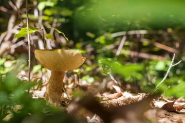 büyük boletus güneşli ahşap yetişir