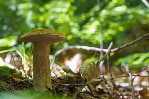 boletus mantar ormanda yetişir