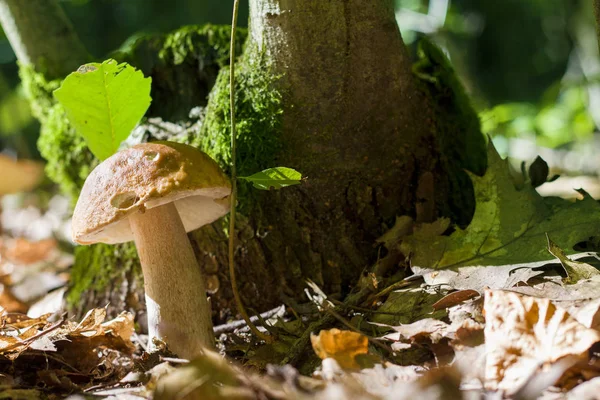 Steinpilze wachsen in der Nähe von Hanf — Stockfoto