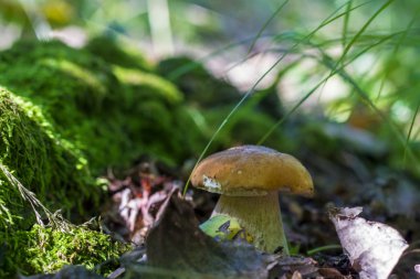 boletus mantar kütük yakınında yetişir
