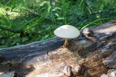 zehirli mantar kütüğünden büyümek