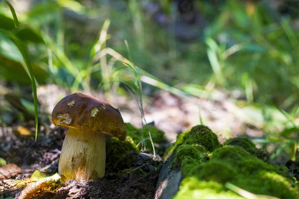 Pilz wächst in Moosnähe — Stockfoto