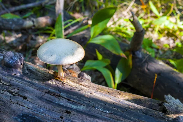 mushroom growing from log