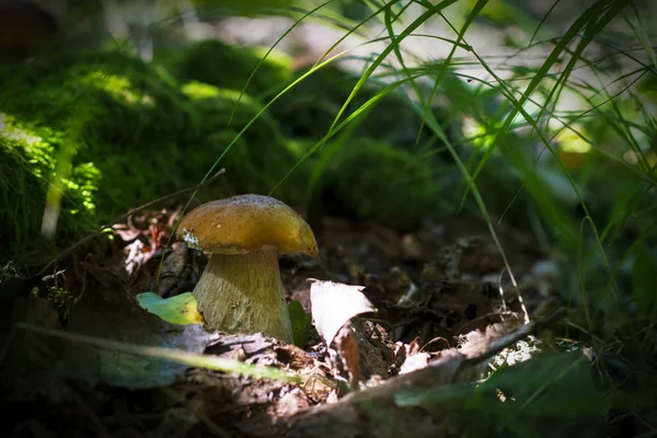 Weißer Pilz wächst in der Nähe von Baumstämmen — Stockfoto