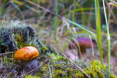 boletus ve cep ormanda büyüyen