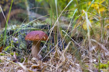 cep mantar kütük arka plan üzerinde büyümek