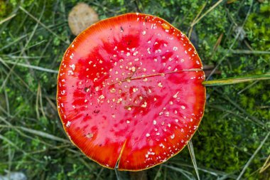 fly agaric şapka üst görünümü